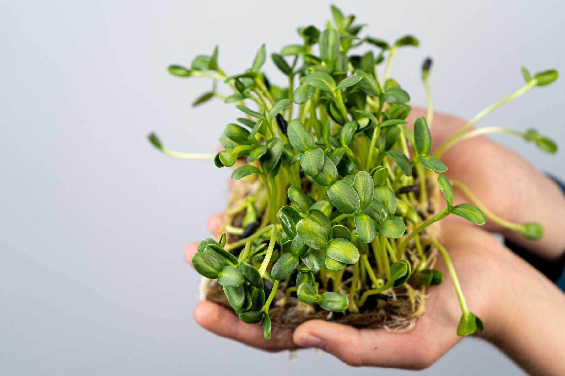 Hold the microgreen in hands. Sunflower seed cultivation. Sprouted sprouts. Urban gardening. Organic vegan food. Useful vitamins. Growing at home. Bunch of sunflowes leaves. Grow microgreen