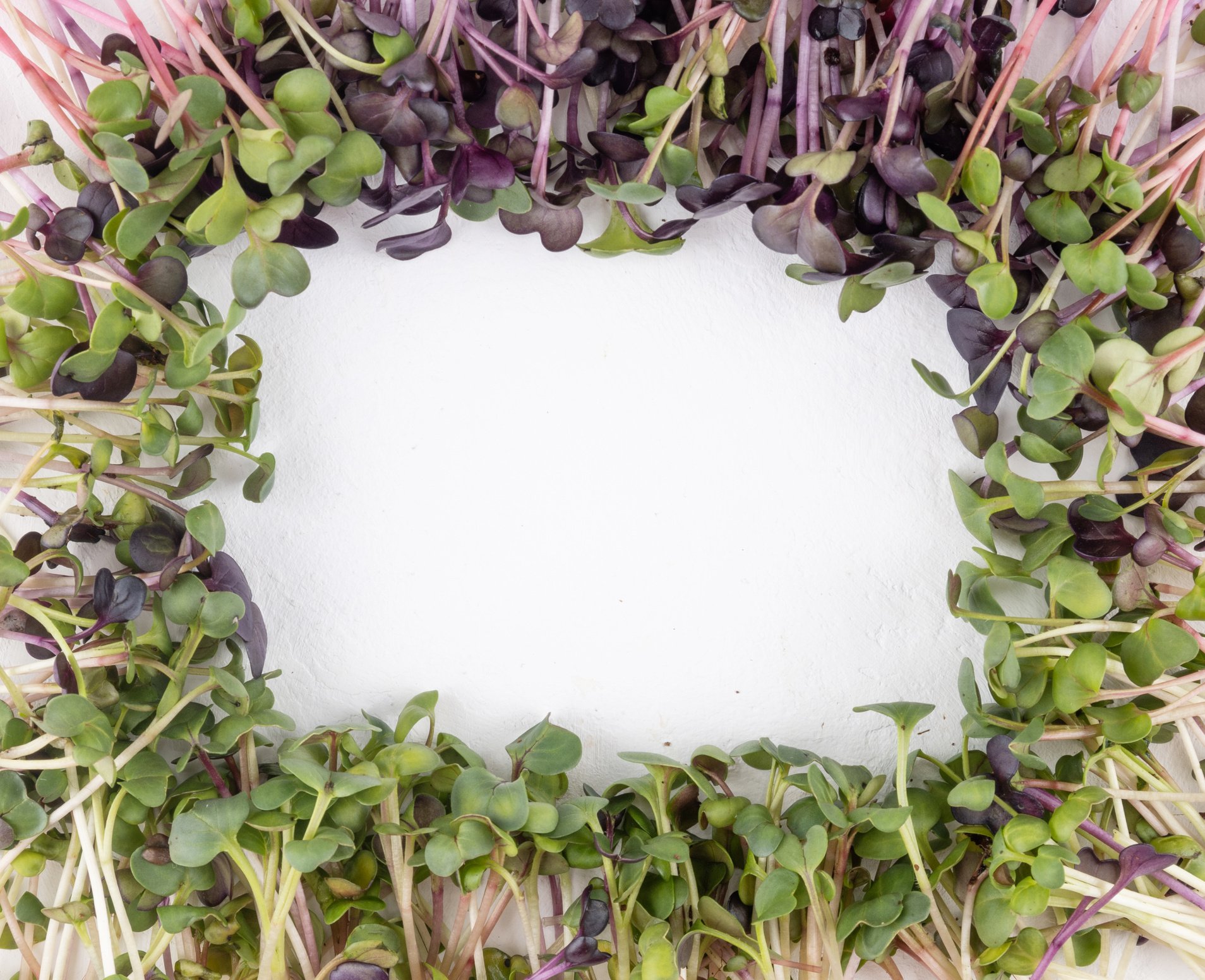 Sprouting Radish Microgreens