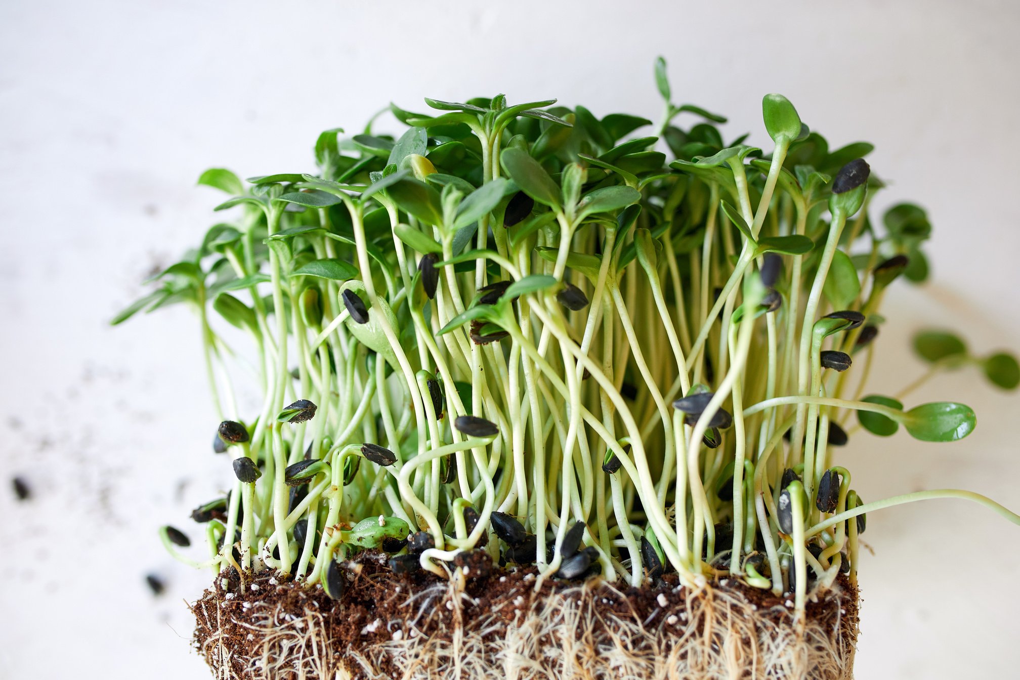 Sunflower Microgreens on White Background